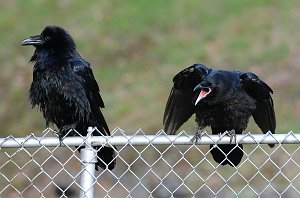 Raven, Common, 2016-06041944 Barre Falls WMA, MA